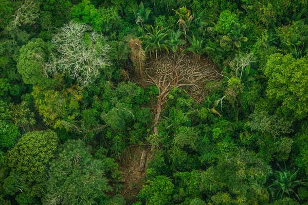 Amazon-Rainforest-Bolsonaro Amazon-Rainforest-Bolsonaro