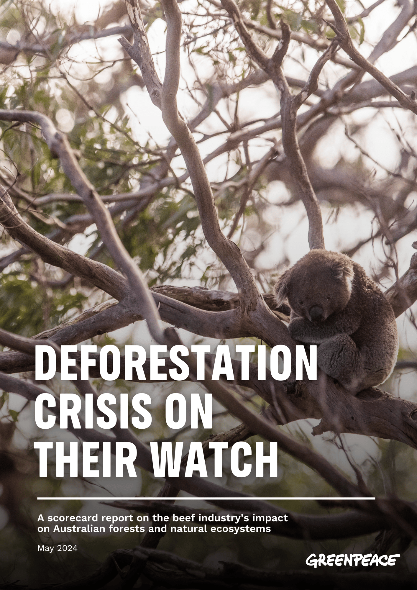 Greenpeace Australia Pacific - Deforestation Crisis On Their Watch 2024
