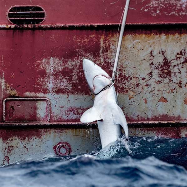 Global-Oceans-Treaty-sharks-1