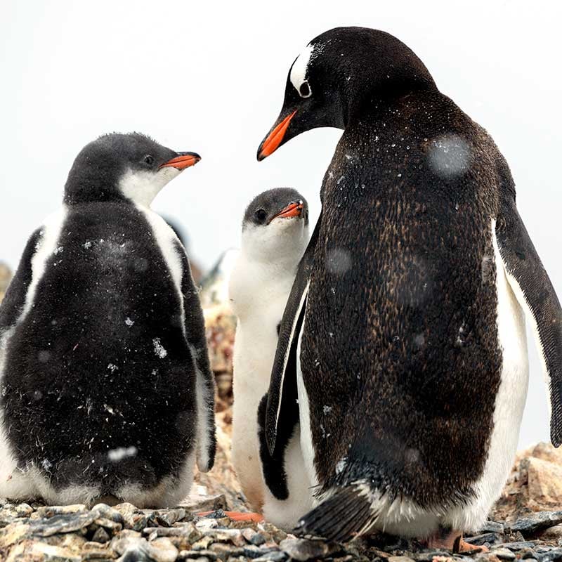 Greenpeace-Penguins-c-Christian-Aslund