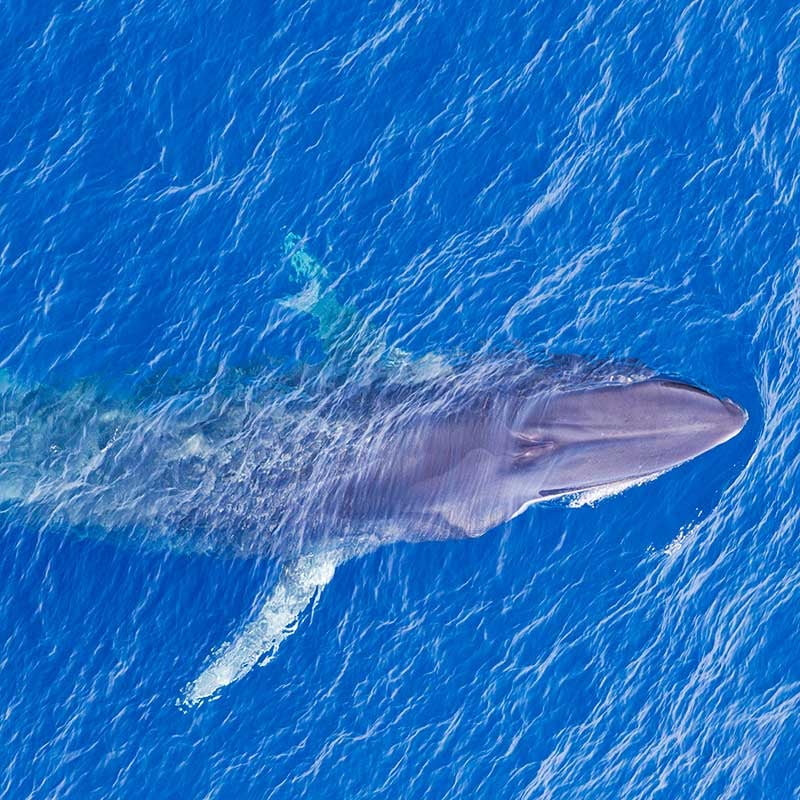 greenpeace-ocean_sanctuaryjpg
