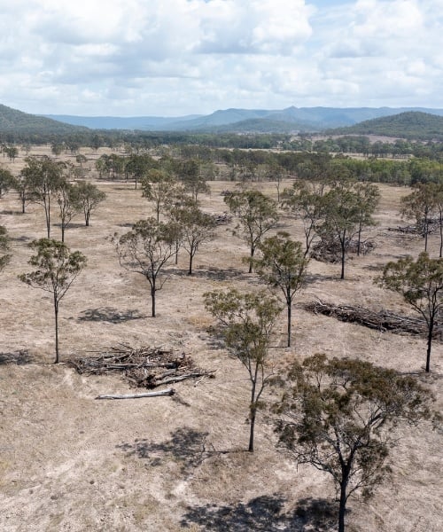 A deforested area with dead trees on the ground
