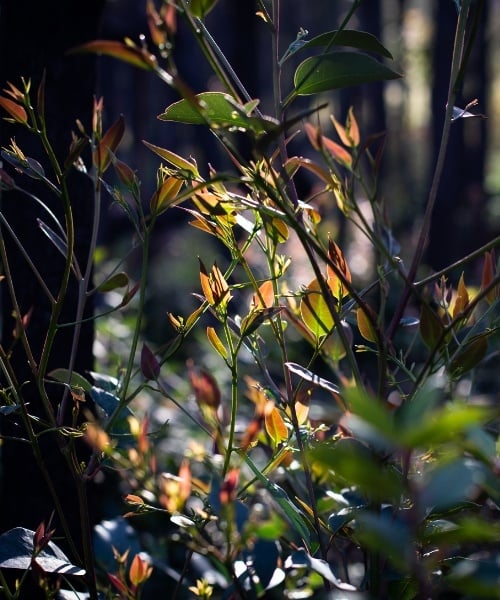 The sun shines through the new shoots of eucalyptus tree