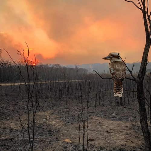 Greenpeace-Australian-Bushfires-Wildlife