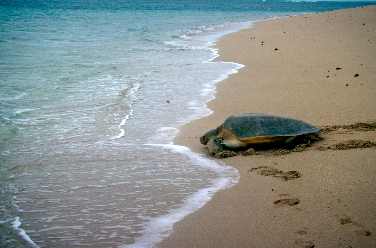 Flatback Turtle on Beach in North Queensland