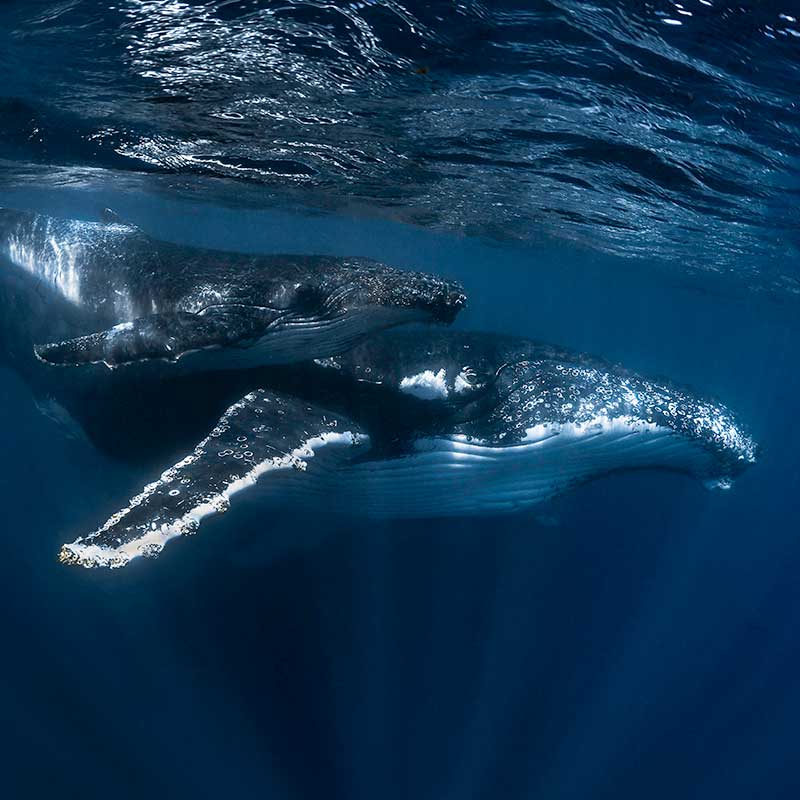 Humpback whale spotting in Sydney