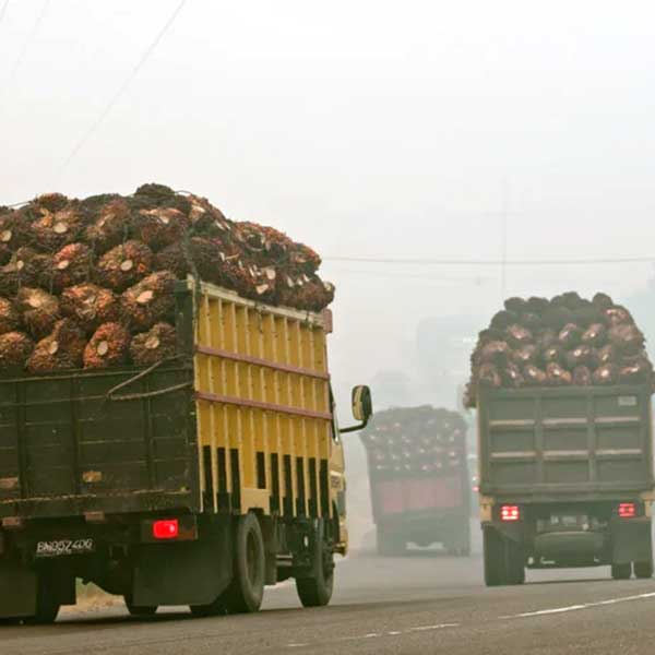 Greenpeace-Palm-Oil-Deforestation-Animal-Smugglers
