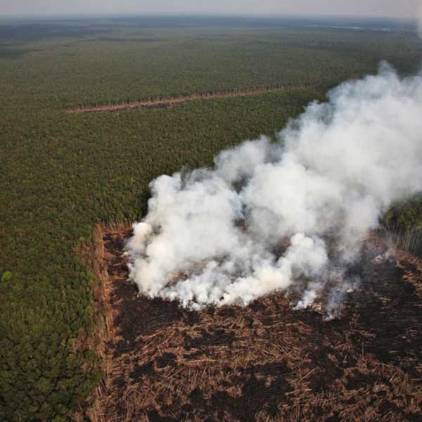 Greenpeace-Palm-Oil-Deforestation-Fires