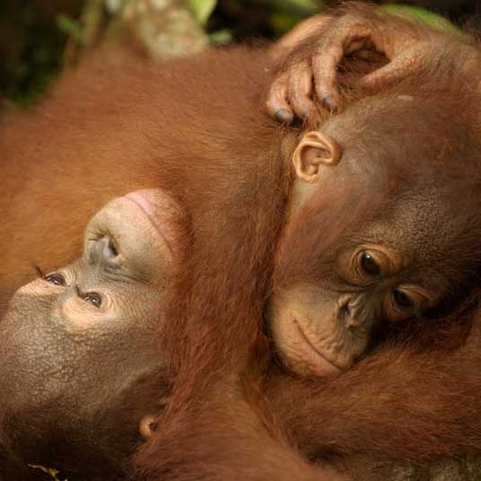 Greenpeace-Palm-Oil-Deforestation-Orangutans