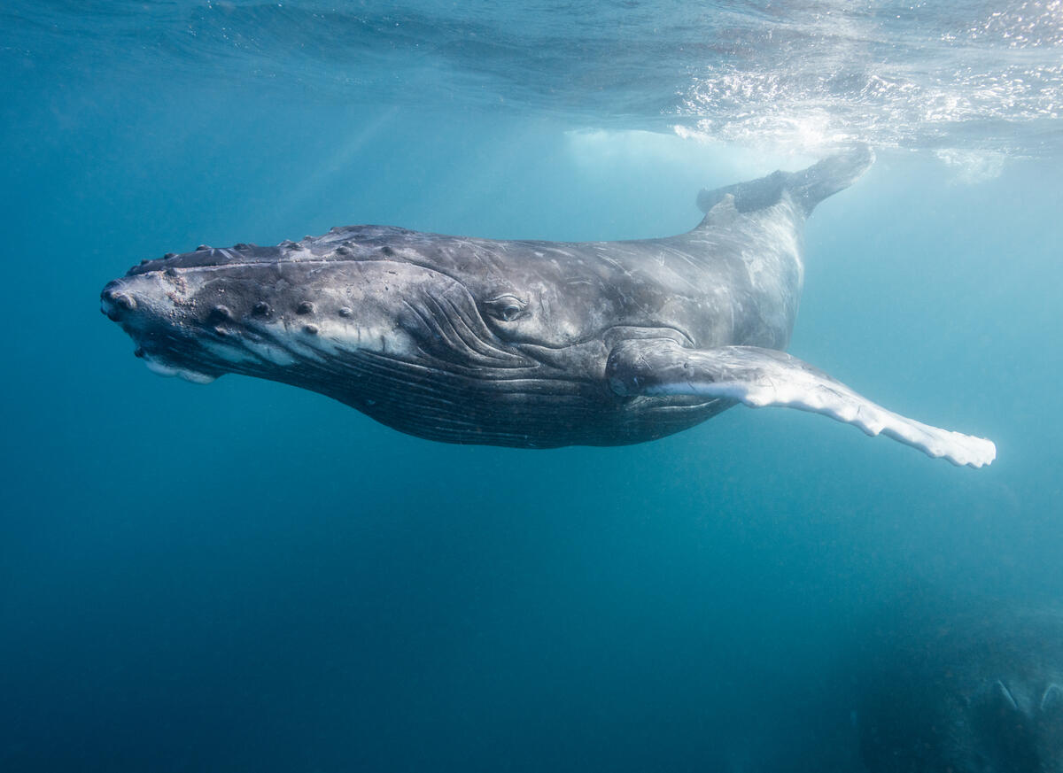 Humpback Whale Indian Ocean WA