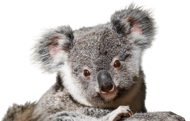 Koala Australian Native Animal