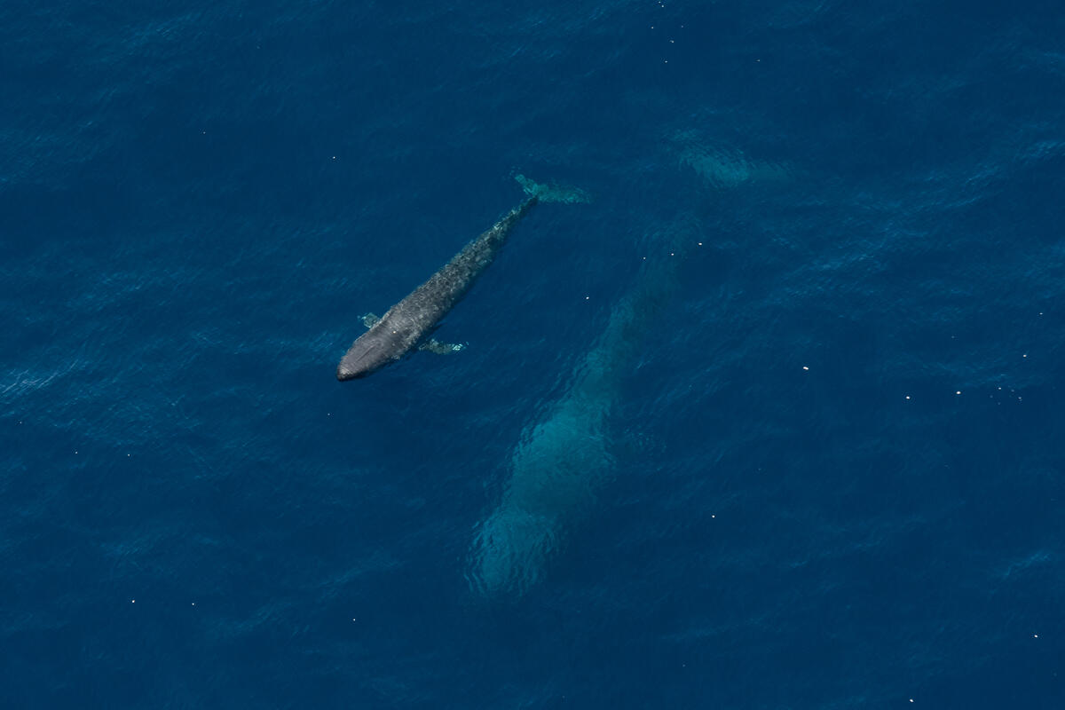 Pygmy Blue Whales in WA
