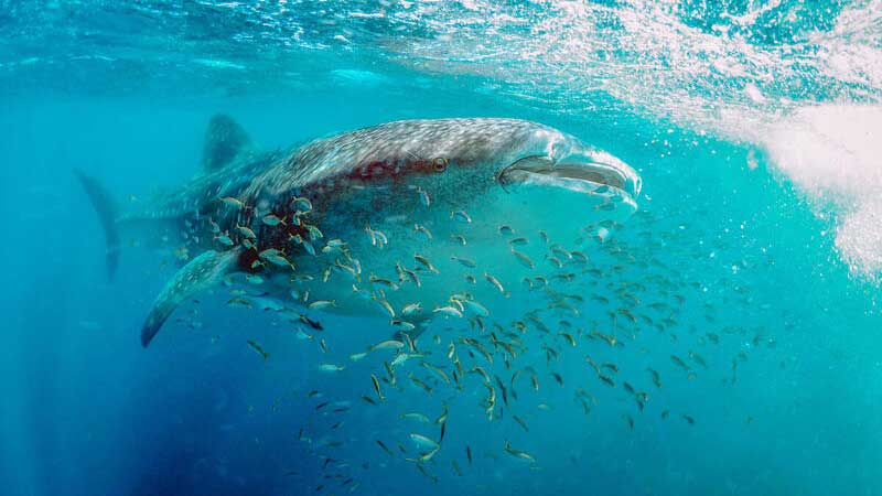 Ningaloo Reef is a World Heritage treasure