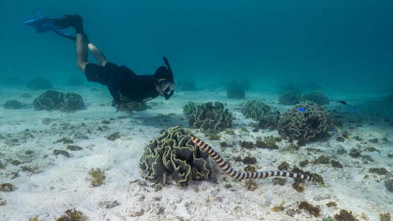 Sea snake in Shark Bay