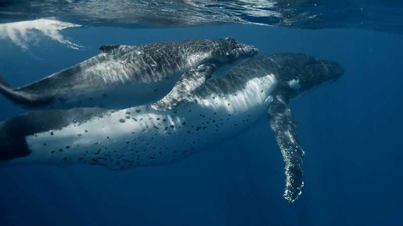 Whales, Woodside and deep-sea drilling. Why we must stop the Scarborough gas project.
